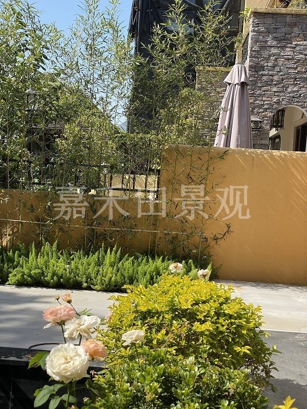 在設(shè)計(jì)別墅花園時(shí)如何養(yǎng)好菊花？